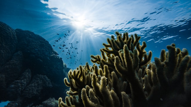 الحاجز المرجاني العظيم معرض لخطر أن ينتهي به المطاف بين مواقع التراث العالمي لليونسكو المهددة بالانقراض